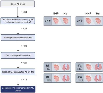 An imaging mass cytometry immunophenotyping panel for non-human primate tissues